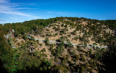 Asphalt road among Lebanese cedars in a mountain forest in the central part of the island of Cyprus;
