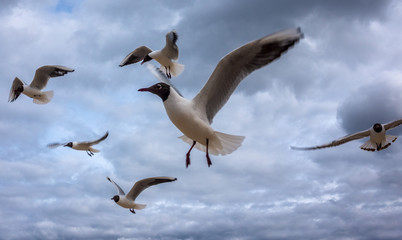 A flock of blue-and-white gulls with black heads against a cloudy sky.