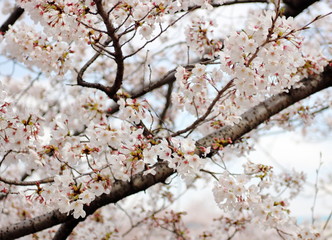 アップ　日本のさくら　桜　染井吉野　ソメイヨシノ