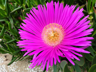 Clouse up of the purple blooming flowers Carpobrotus edulis.