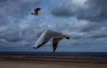 White-blue gull with a black head on a background of cloudy sky.