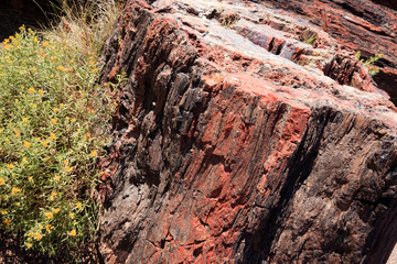 Arizona / USA - August 01, 2015: A petrified tree trunk in Petrified Forest National Park area, Arizona, USA
