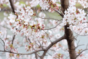 Fototapeta premium アップ 日本のさくら 桜 染井吉野 ソメイヨシノ