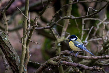 A black tit or also called coal tit at a feeding place at the Mönchbruch pond in a natural reserve in Hesse Germany. Looking for food in winter time.