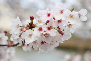 Fototapeta premium アップ 日本のさくら 桜 染井吉野 ソメイヨシノ