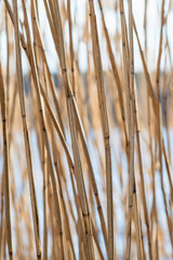 Background of dry reeds