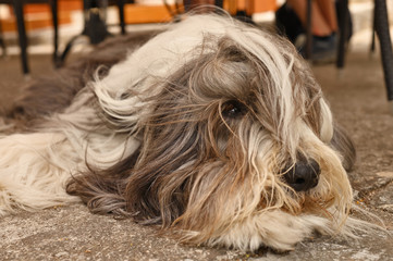 dog breed bobtail close-up lies looking at the camera
