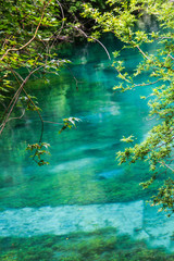 green leaves in the water