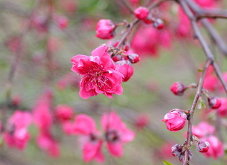 濃いピンク色の花　背景のぼけが美しい