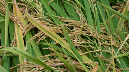 Grains of rice entering the harvest season, one of the food barns for farmers facing a pandemic