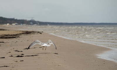 A seagull on the sandy shore of the Baltic Sea in cloudy weather.