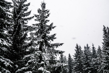 trees under the snow