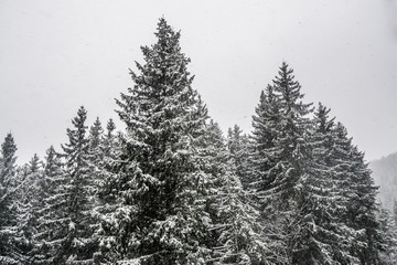 trees under the snow