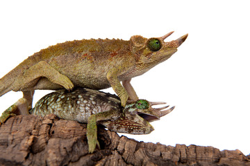 Jackson's horned chameleon, Trioceros jacksonii jacksonii, on white