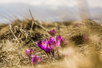 crocuses on the mountain valley in Carpathians