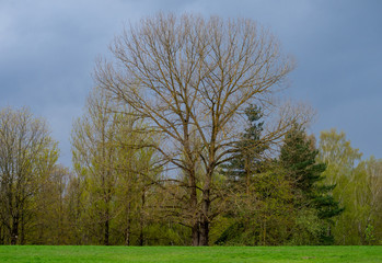 Bifurcated lonely tree without leaves at the edge of the forest in spring.