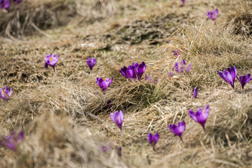 crocuses on the mountain valley in Carpathians