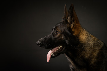 Sable GSD on black side