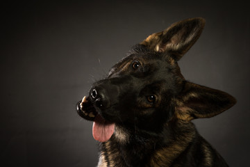 Sable GSD on black tilt