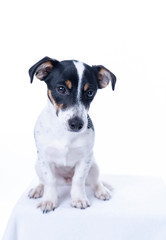 Brown, black and white Jack Russell Terrier posing in a studio, the dog looks straight into the camera, isolated on a white background, copy space