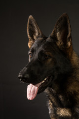 Sable GSD on black