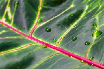 Abstract green background. Macro Croton plant leaf with water drops. Natural backdrop © OLAYOLA