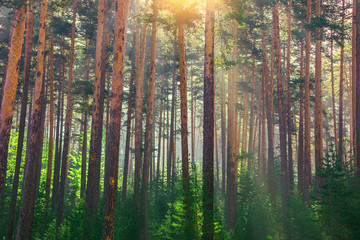 Fototapeta na wymiar Tree in forest with sunlight. The sun rays through branches of trees