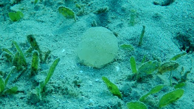 Jelly-like eggs on sendy bottom. Protective sheath of eggs Lugworm Arenicola marina attached to the bottom among seagrass. Low-angle shot, Underwater shot, Red sea, Egypt (Underwater shot)