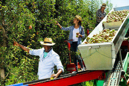 Farmers picking pears on harvesting platform