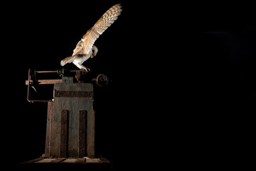 A barn owl (Tyto alba) returning from hunting