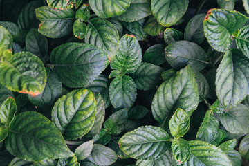 Fototapeta premium Natural background of green leaves