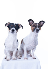 Two brown, black and white Jack Russell Terrier posing in a studio, the dog looks straight into the camera, isolated on a white background, copy space