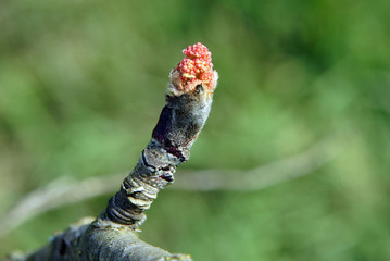European rowan branches with buds