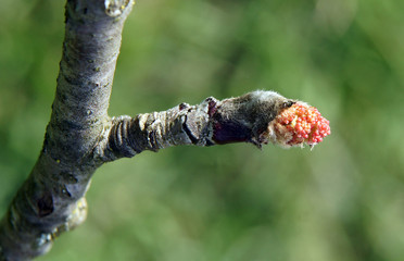 European rowan branches with buds