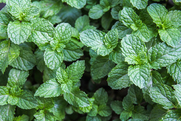 mint leaves in the garden