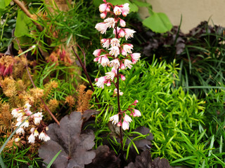 Pink and white flowers of Heuchera sanguinea or Alumroot on a background of green grass.