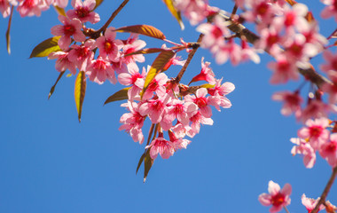 Wild Himalayan Cherry flowers or Sakura across blue sky