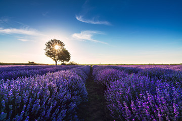 Tree in a lavender flower in the field.