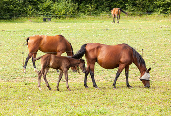 Naklejka na ściany i meble bay foal who is with his mother in the summer in a meadow