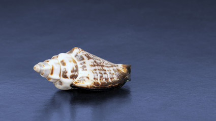 Seashell on a shiny dark blue surface, closeup