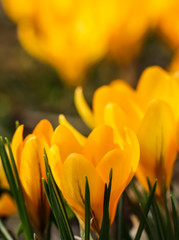 Fototapeta premium Abstract floral background, yellow crocus flowers. Macro flowers backdrop for holiday brand design