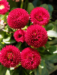 Bellis perennis Hybriden | Ma&szlig;liebchen oder G&auml;nsebl&uuml;mchen Rotbl&uuml;hende Sorte mit spatelf&ouml;rmigen Bl&auml;tter, zahlreichen sch&ouml;n, ausdauernd, hohen Stielen gef&uuml;llte Bl&uuml;tenb&auml;lle
