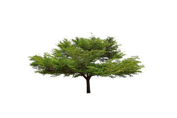 Sprawling tree dicut at isolated on white background.