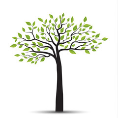 Vector illustration of a tree with leaves on a white background. Natural background