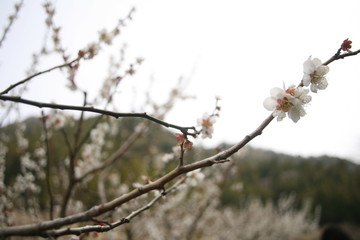 川売の里の梅の花