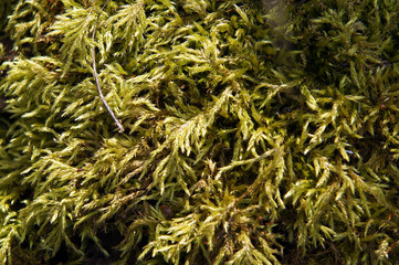 Sphagnum moss in early spring