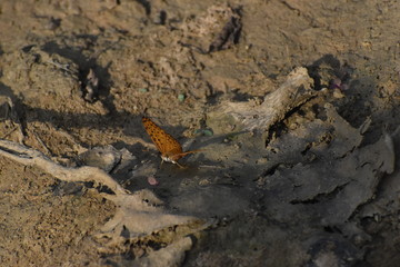 closeup image of a butterfly sitting on a mud