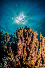 Fototapeta na wymiar Colorful coral reef formation in clear turquoise water
