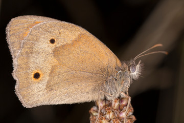 The meadow brown (Maniola jurtina) is a butterfly found in the Palearctic realm of the Nymphalidae family.