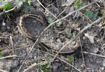 Remains of old shoes